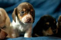 Puppies 750_0072